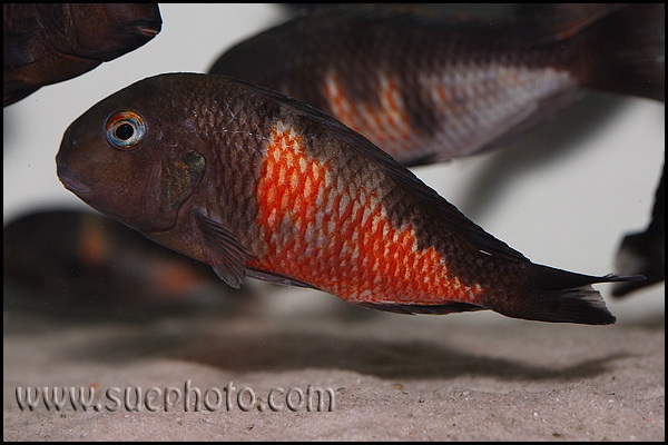 Tropheus sp. 'kirschfleck' Mahale Mountains NP